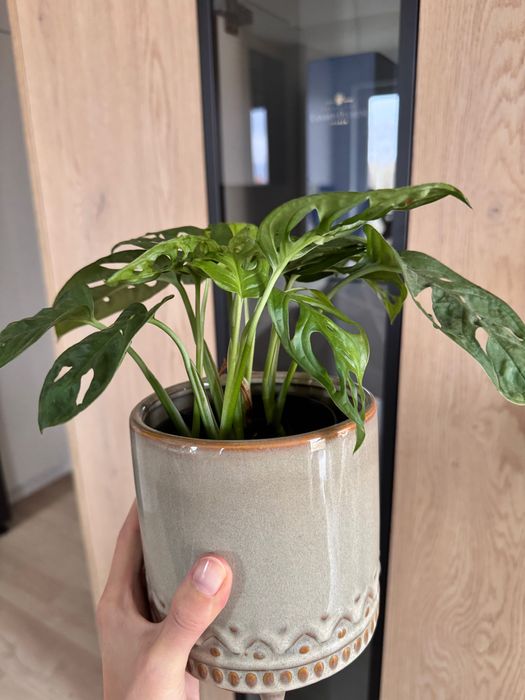 Monstera Adansonii (monkey mask) średnia