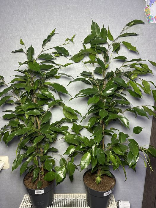 Аглонема Кротон Калатея Дифенбафія Сансівієрія Фікус  Маранта