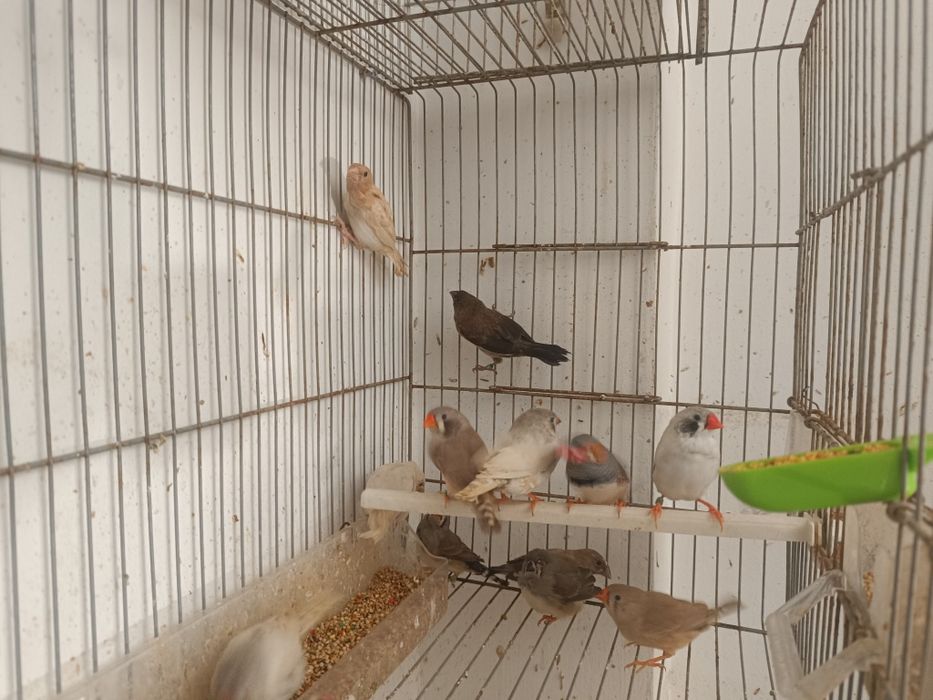 Mandarins para ceder