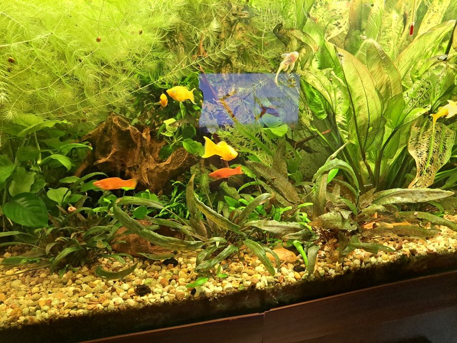 Rosliny akwariowe