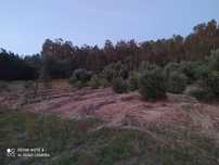 Fardos de palha.