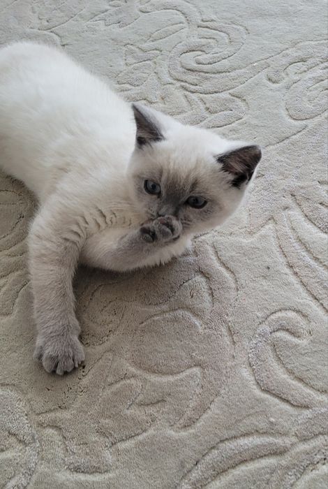 Kotka, kocurek, kotki, koteczki FPL/FIFE kol. point