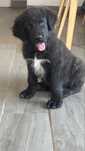 Cachorro Serra da Estrela