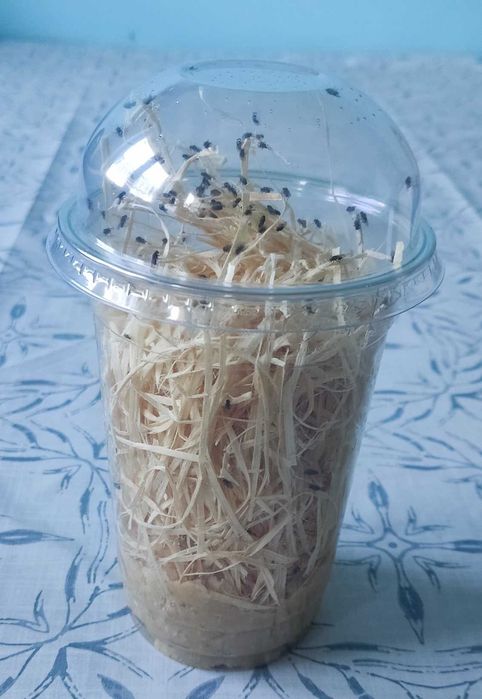 Muszki Drosophila Hydei / Melanogaster - odbiór osobisty