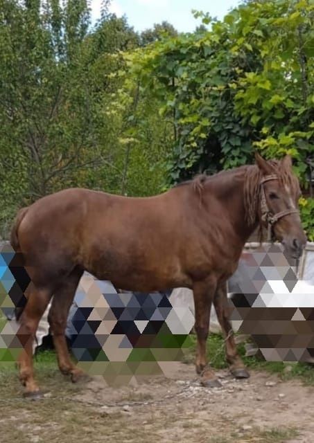 Кобила для господарства