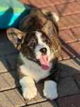 Welsh Corgi Cardigan szczenie FCI