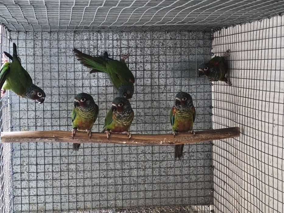 Casais Pyrrhuras Emmas