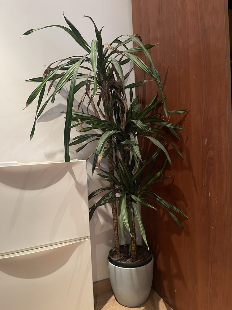Planta + 3 vasos