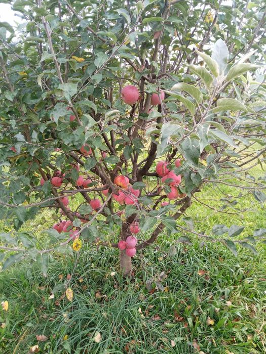 Благоустрий работы на участке  обрезка спил деревьев розчистка корчева