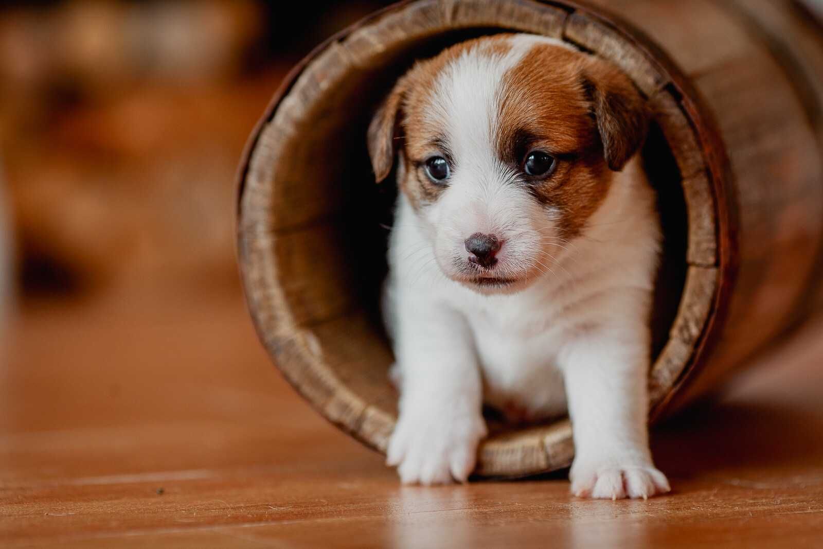 Jack Russell Terrier - suczka  ZKwP
