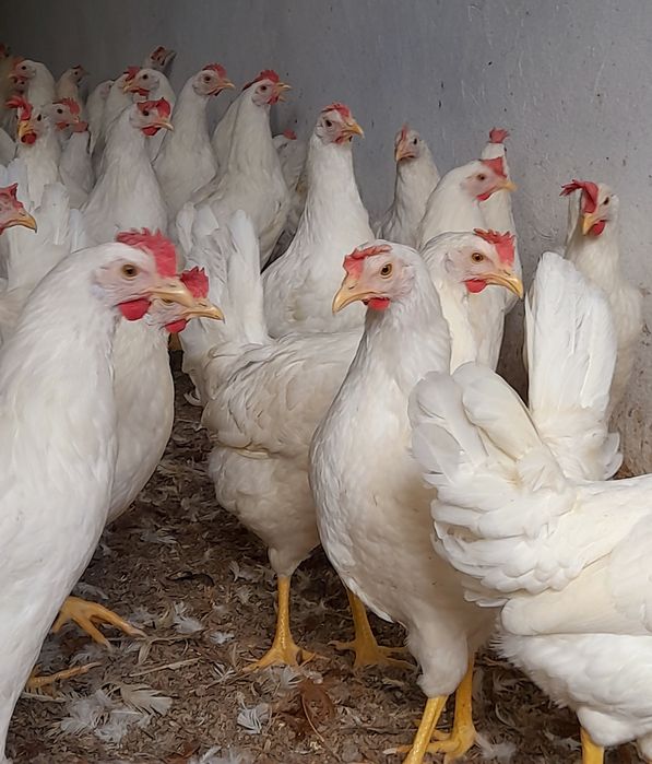 Nioski Leghorny Kury Leghorn 23 tyg