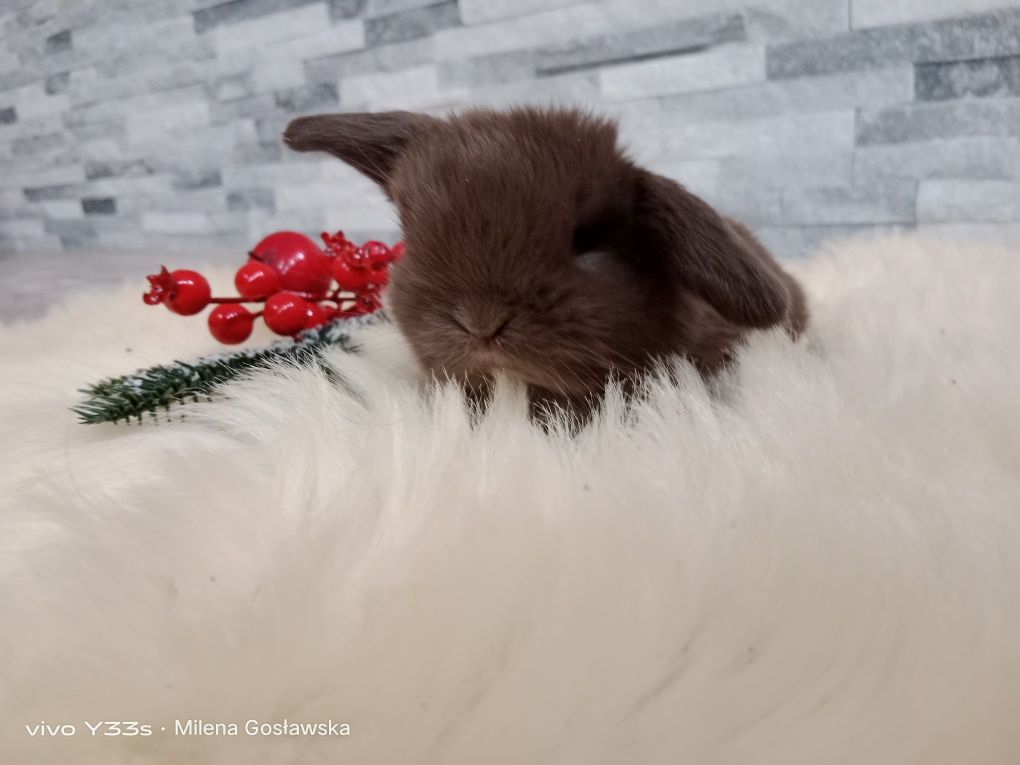 Mini lop, królik miaturka, króliczek baranek, karzełek