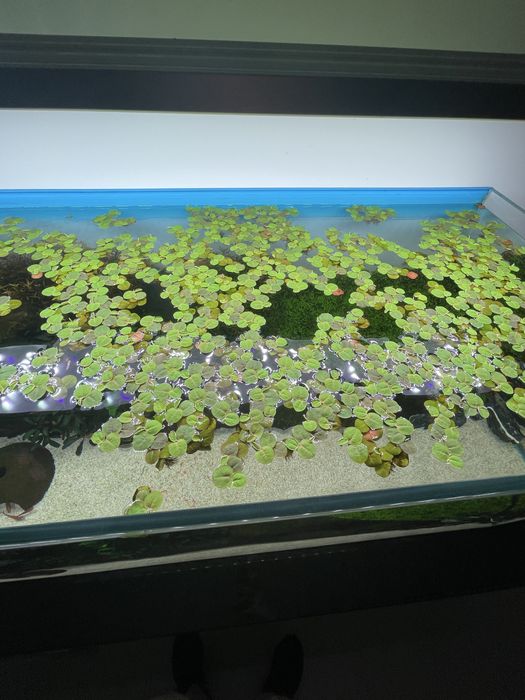 Plantas flutuantes Phyllanthus Fluitans