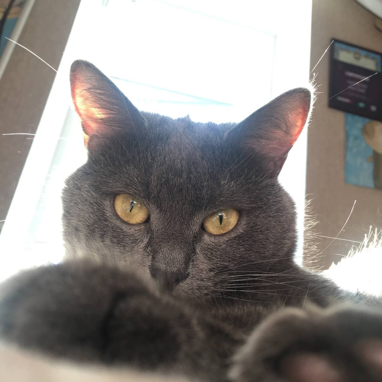 Кішка кіт котик сірий