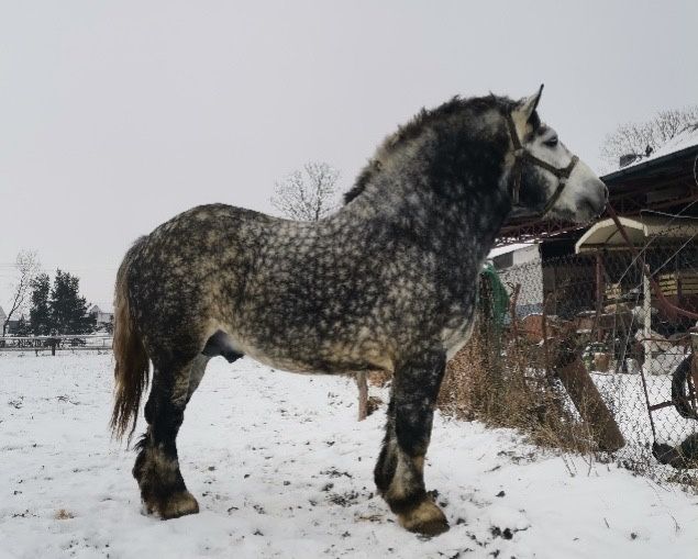 Klacz zimnokrwista po Brylancie księga główna