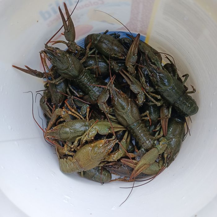 Раки річкові розмір великий 12-14 шт на кг.
