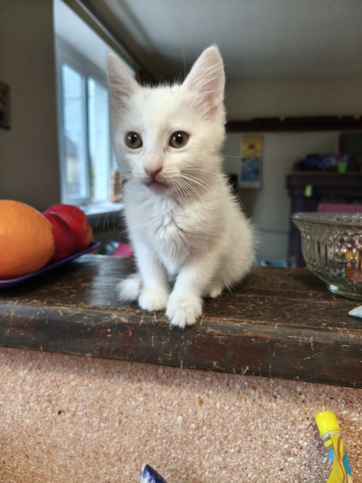 Кошенятко безкоштовно