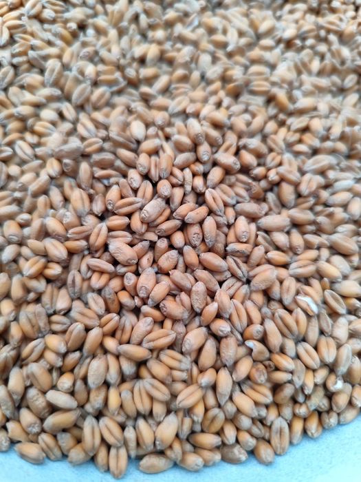 Pszenica ozima Euforia pierwszy odsiew po centrali