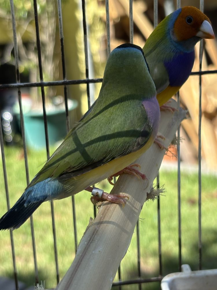 Femea diamante gould