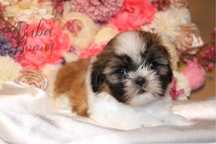 Rodowodowa Shihtzu gotowa do odbioru!