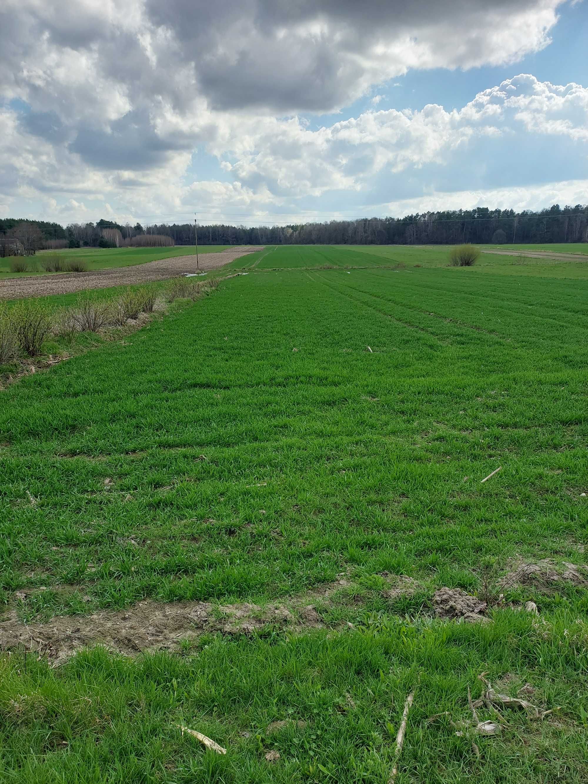 Sprzedam dom budynki gospodarcze wraz z ziemią rolną 3ha