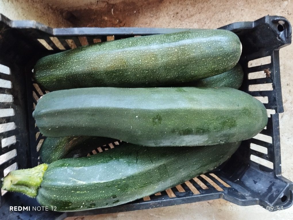 Horta biológica sem qualquer adição de químicos