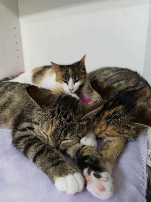 Imię, tylko to mam własne. Bardzo potrzebuję domu.