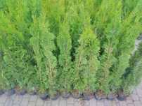 WYPRZEDAZ Tuja szmaragd Thuja Smaragd 90-100 cm w donicy PODLASKIE