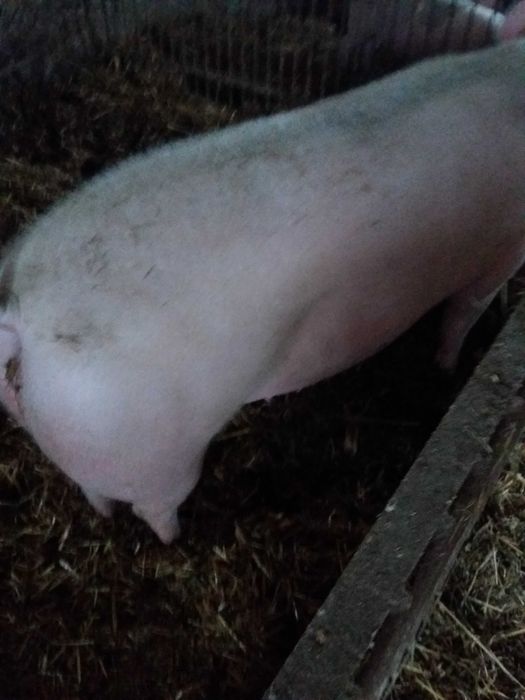 Sprzedam tuczniki - przerosty