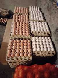 jajka wiejskie „DUZE” prosto ze wsi