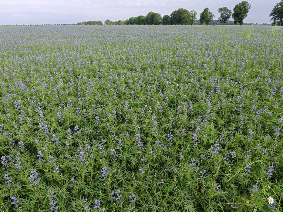 Sprzedam łubin slodki