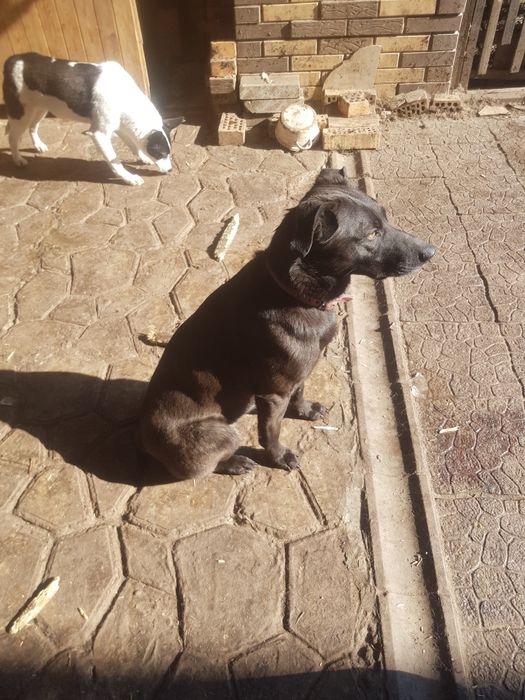 Отдам собачок в сім'ю.