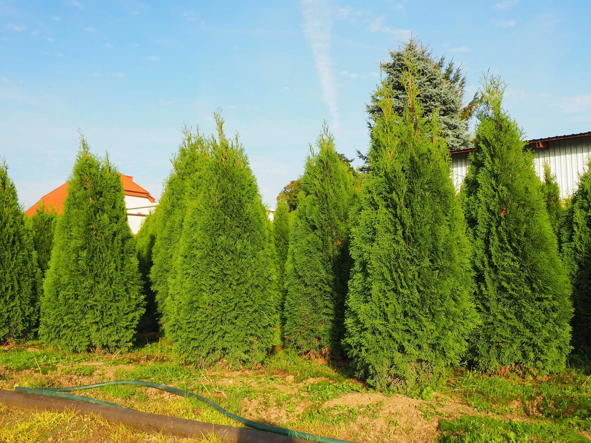 Tuje,tuja szmaragd PREMIUM  150-180cm