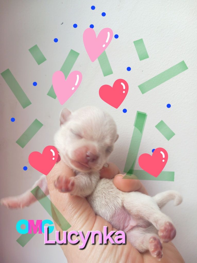 chihuahua suczka piekna jasna