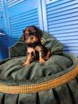 Sunia maści B&T Cavalier King Charles spaniel