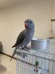 RingNeck Cinza filhote criado papa