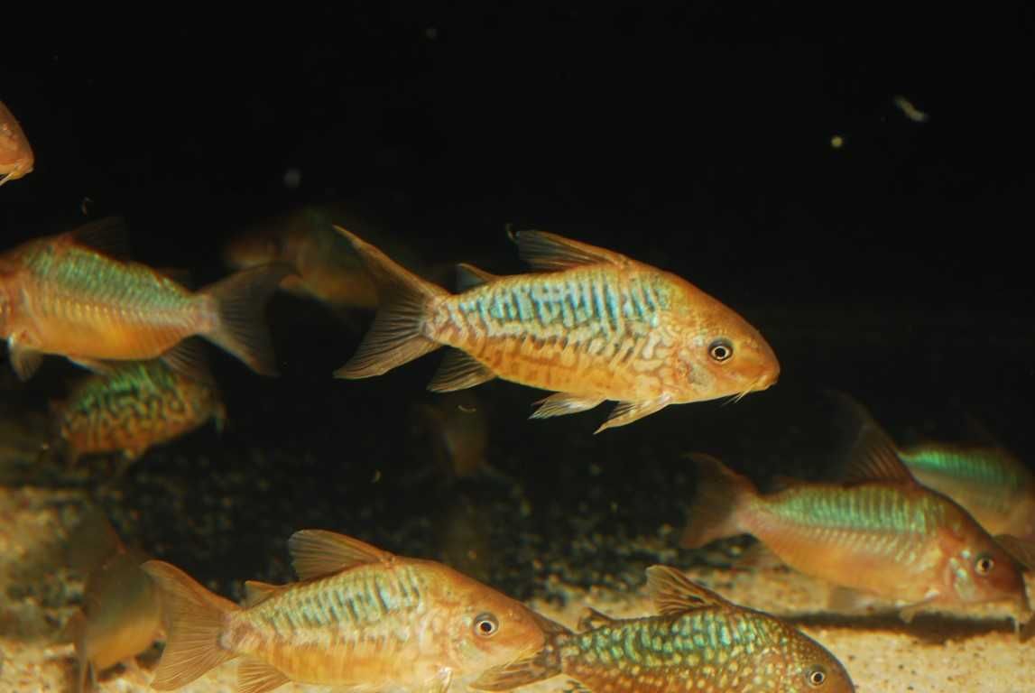 Kirysek Corydoras pantanalensis WF Brazylia RARYTAS!!!