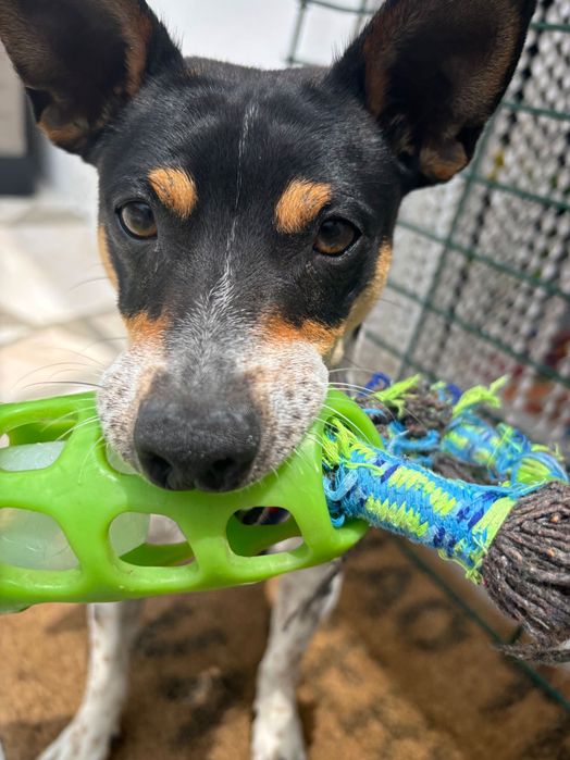 Cão porte pequeno (novo lar)