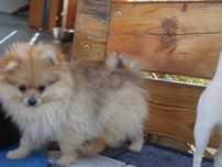 Szpic miniaturowy-Pomeranian -Piesek