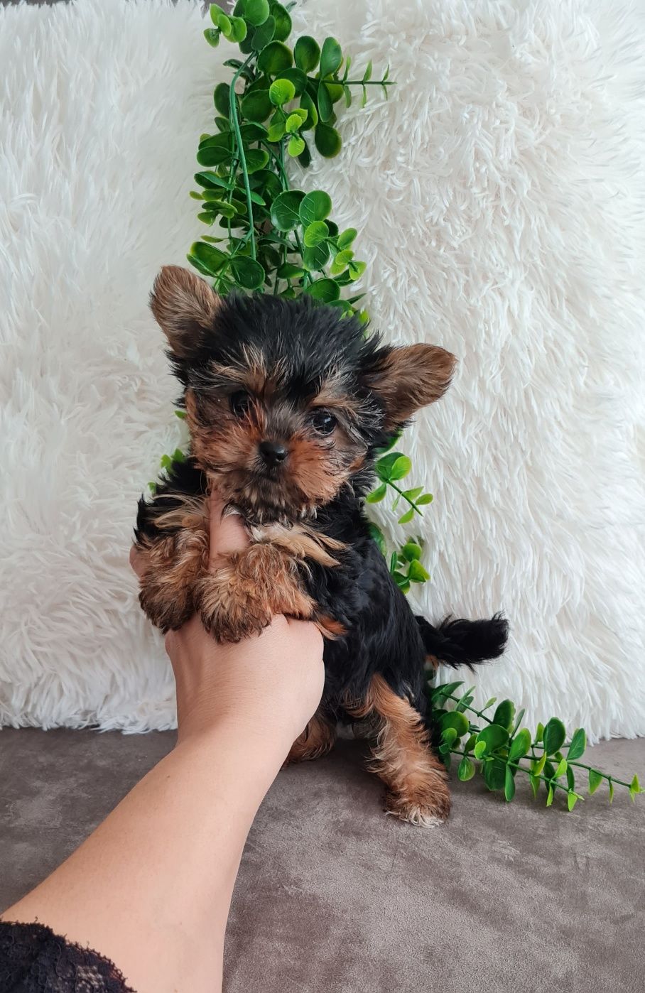 Yorkshire Terrier, mini, top