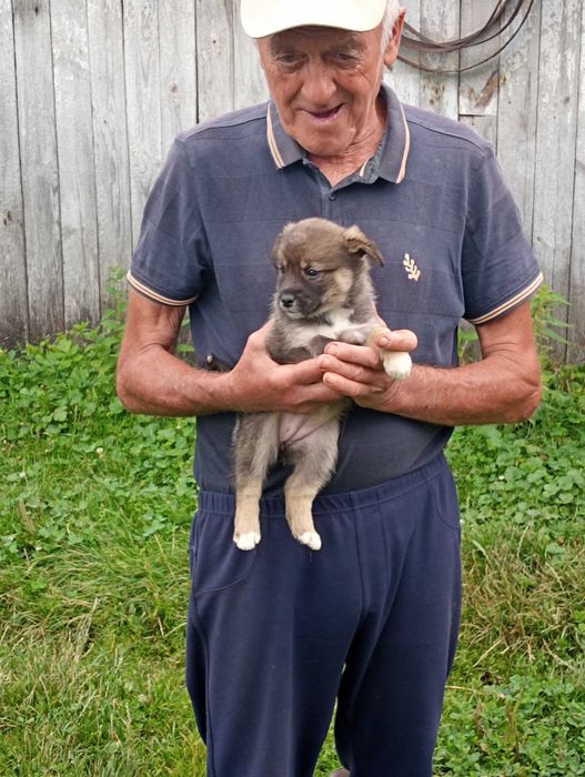 Віддам цуценят чоловічої статі в добрі руки.