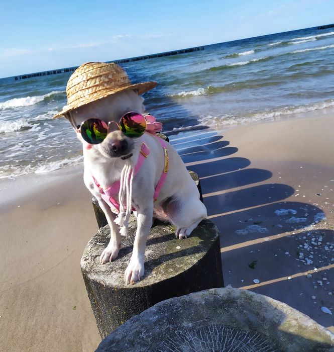 Kapelusz słomkowy dla psa