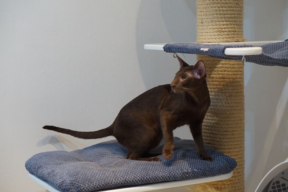 Kocurek orientalny gotowy do zmiany domku prawdziwy rodowód WCF