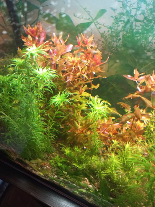 Аквариумные растения