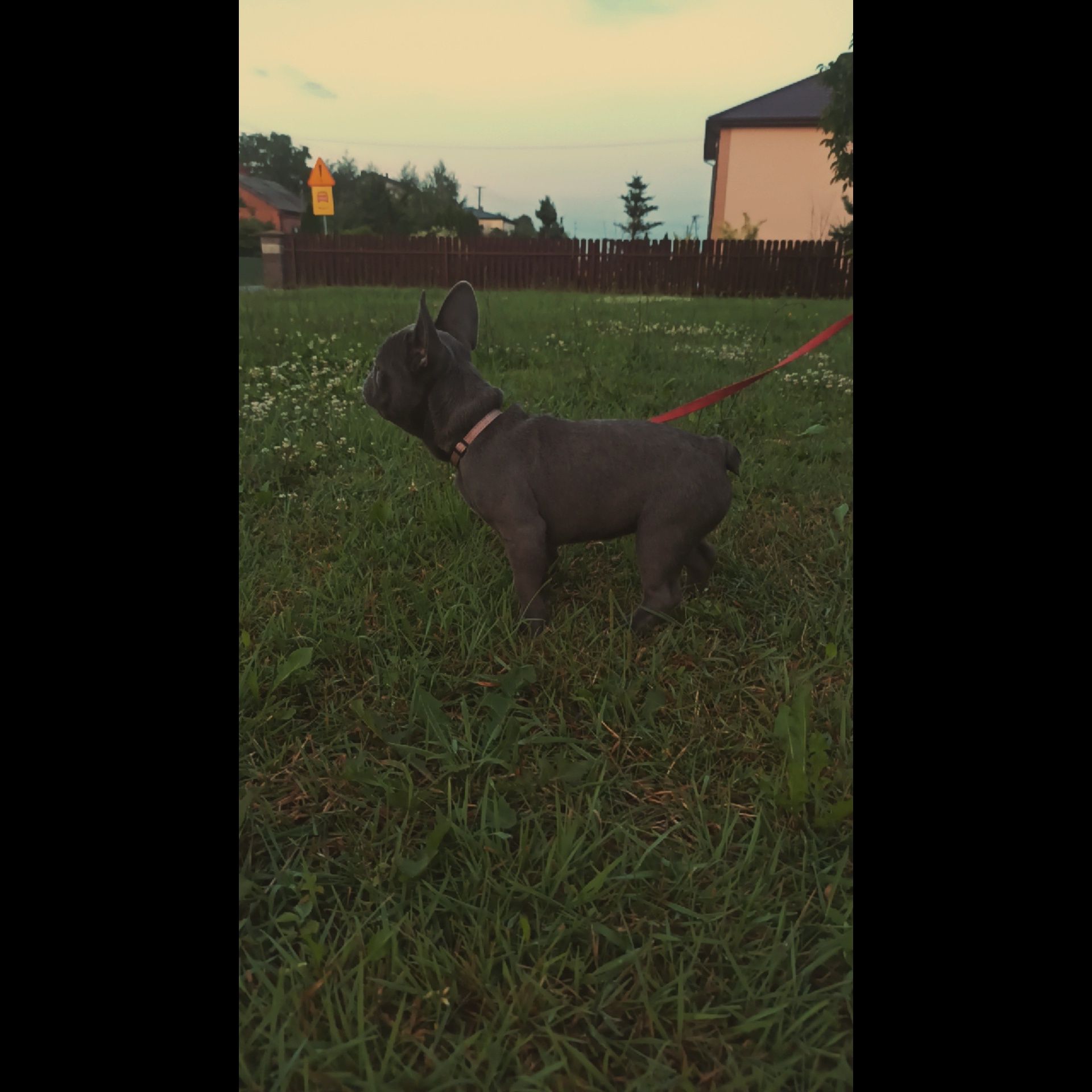 Buldog Francuski