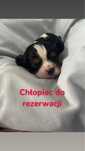 Cavailer king charles chłopiec do rezerwacji