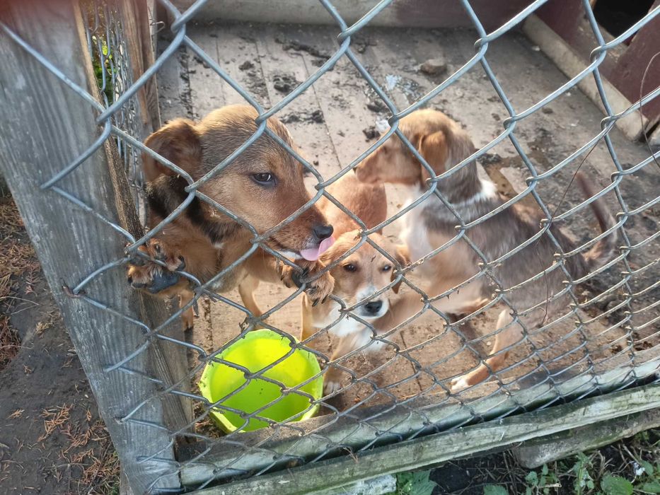 Szczeniaki 20tygodniowe