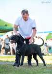 Cane Corso Hodowla KORD Wyjatkowe Molosy FCI