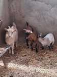 Vendo 3 cabras anãs