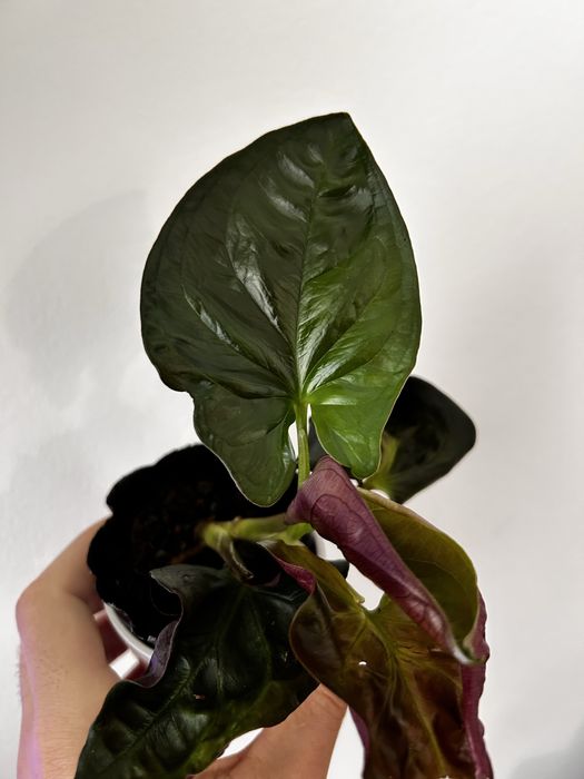 Syngonium Red Arrow